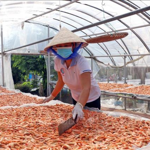 Làng nghề làm tôm khô & dưa bồn bồn Cà Mau